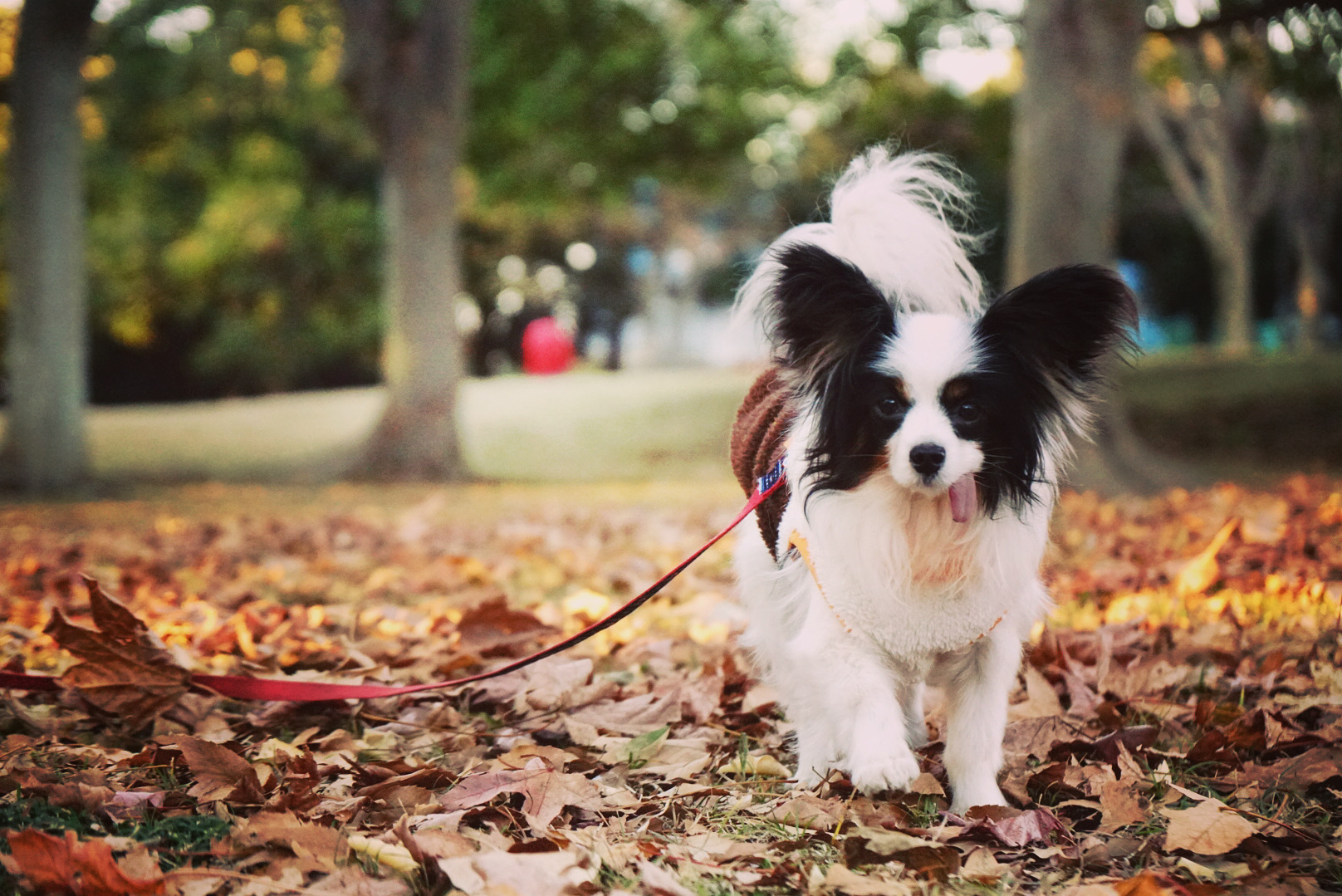 よっちゃんのプロフィールページ | フレンタ